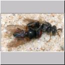 Oxybelus bipunctatus - Fliegenspiesswespe w06 5mm - Sandgrube Niedringhaussee.jpg